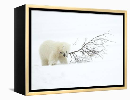 Polar Bear (Ursus Maritimus) Cub Playing with Branch,Churchill, Canada, November-Danny Green-Framed Premier Image Canvas