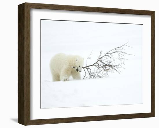 Polar Bear (Ursus Maritimus) Cub Playing with Branch,Churchill, Canada, November-Danny Green-Framed Photographic Print