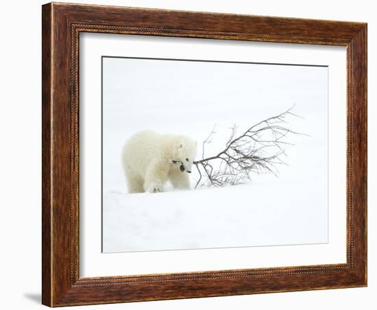 Polar Bear (Ursus Maritimus) Cub Playing with Branch,Churchill, Canada, November-Danny Green-Framed Photographic Print