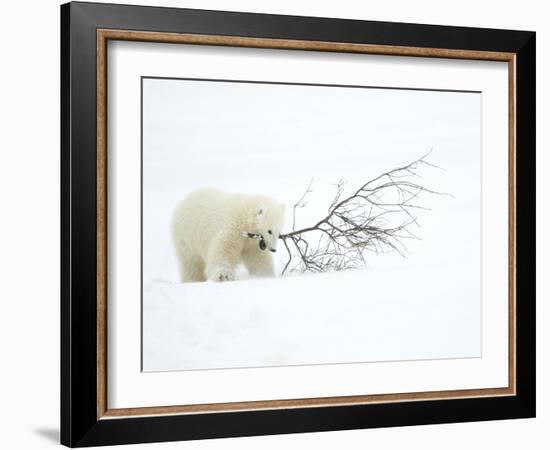 Polar Bear (Ursus Maritimus) Cub Playing with Branch,Churchill, Canada, November-Danny Green-Framed Photographic Print