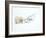 Polar Bear (Ursus Maritimus) Cub Playing with Branch,Churchill, Canada, November-Danny Green-Framed Photographic Print