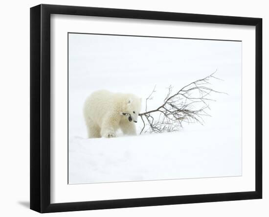 Polar Bear (Ursus Maritimus) Cub Playing with Branch,Churchill, Canada, November-Danny Green-Framed Photographic Print