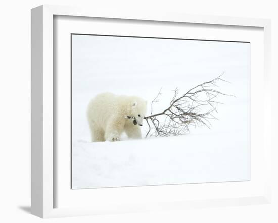 Polar Bear (Ursus Maritimus) Cub Playing with Branch,Churchill, Canada, November-Danny Green-Framed Photographic Print