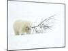 Polar Bear (Ursus Maritimus) Cub Playing with Branch,Churchill, Canada, November-Danny Green-Mounted Photographic Print