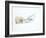 Polar Bear (Ursus Maritimus) Cub Playing with Branch,Churchill, Canada, November-Danny Green-Framed Photographic Print