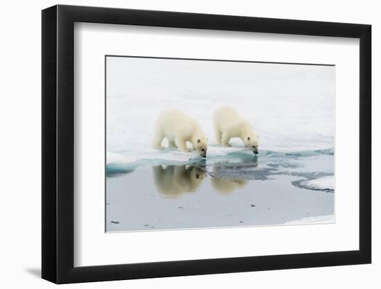 Polar bear (Ursus maritimus) cubs on an ice floe in the fog in Davis Strait-Michael Nolan-Framed Photographic Print