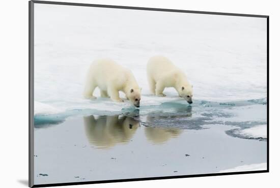 Polar bear (Ursus maritimus) cubs on an ice floe in the fog in Davis Strait-Michael Nolan-Mounted Photographic Print