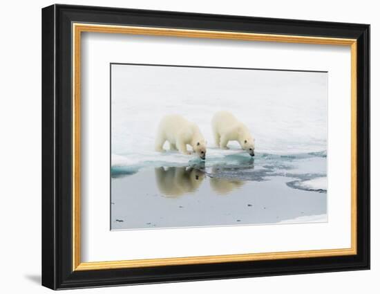 Polar bear (Ursus maritimus) cubs on an ice floe in the fog in Davis Strait-Michael Nolan-Framed Photographic Print
