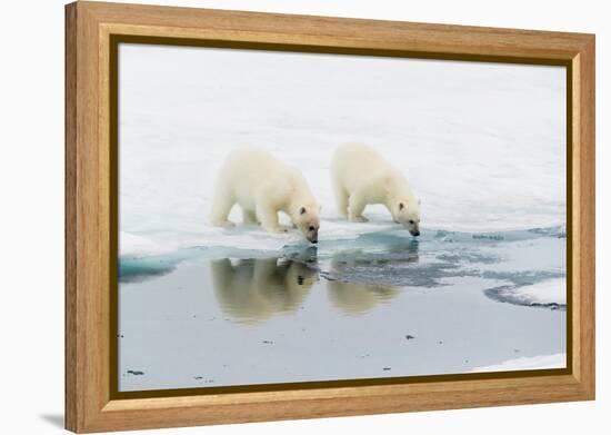 Polar bear (Ursus maritimus) cubs on an ice floe in the fog in Davis Strait-Michael Nolan-Framed Premier Image Canvas