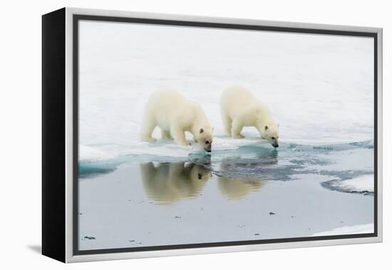 Polar bear (Ursus maritimus) cubs on an ice floe in the fog in Davis Strait-Michael Nolan-Framed Premier Image Canvas