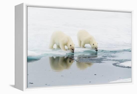 Polar bear (Ursus maritimus) cubs on an ice floe in the fog in Davis Strait-Michael Nolan-Framed Premier Image Canvas