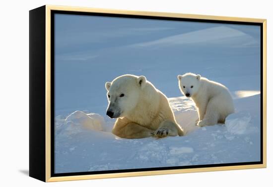 Polar Bear (Ursus Maritimus) Female Coming Out The Den With One Three Month Cub-Eric Baccega-Framed Premier Image Canvas
