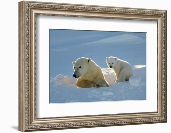 Polar Bear (Ursus Maritimus) Female Coming Out The Den With One Three Month Cub-Eric Baccega-Framed Photographic Print