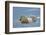 Polar Bear (Ursus Maritimus) Female Coming Out The Den With One Three Month Cub-Eric Baccega-Framed Photographic Print