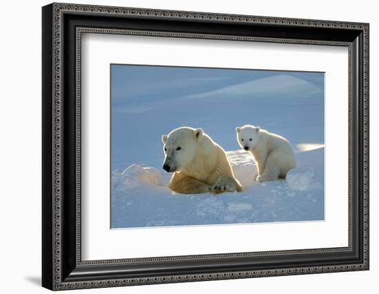 Polar Bear (Ursus Maritimus) Female Coming Out The Den With One Three Month Cub-Eric Baccega-Framed Photographic Print