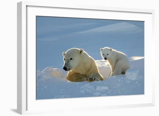 Polar Bear (Ursus Maritimus) Female Coming Out The Den With One Three Month Cub-Eric Baccega-Framed Photographic Print