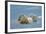 Polar Bear (Ursus Maritimus) Female Coming Out The Den With One Three Month Cub-Eric Baccega-Framed Photographic Print