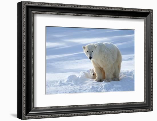 Polar Bear (Ursus Maritimus) Female Coming Out The Den With One Three Month Cub-Eric Baccega-Framed Photographic Print