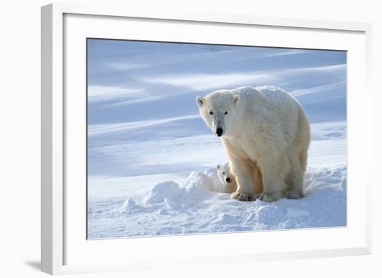 Polar Bear (Ursus Maritimus) Female Coming Out The Den With One Three Month Cub-Eric Baccega-Framed Photographic Print