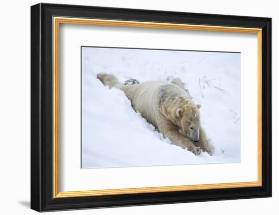 Polar Bear (Ursus Maritimus) Male, Captive, Highland Wildlife Park, Kingussie, Scotland, U.K.-Ann & Steve Toon-Framed Photographic Print