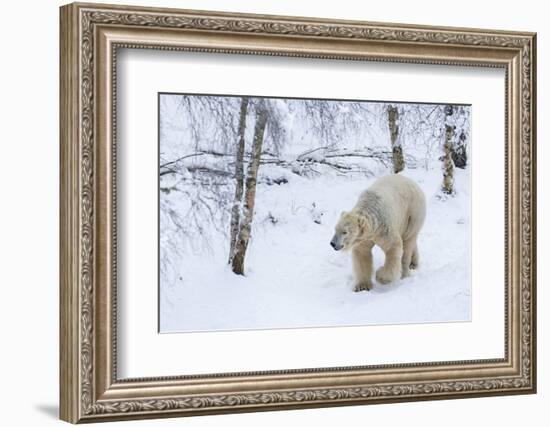 Polar Bear (Ursus Maritimus) Male, Captive, Highland Wildlife Park, Kingussie, Scotland, U.K.-Ann & Steve Toon-Framed Photographic Print