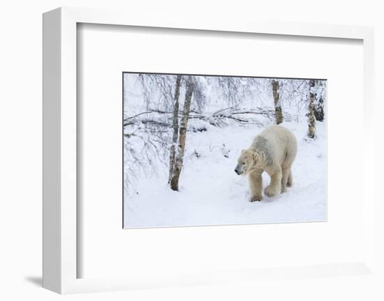 Polar Bear (Ursus Maritimus) Male, Captive, Highland Wildlife Park, Kingussie, Scotland, U.K.-Ann & Steve Toon-Framed Photographic Print