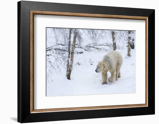 Polar Bear (Ursus Maritimus) Male, Captive, Highland Wildlife Park, Kingussie, Scotland, U.K.-Ann & Steve Toon-Framed Photographic Print