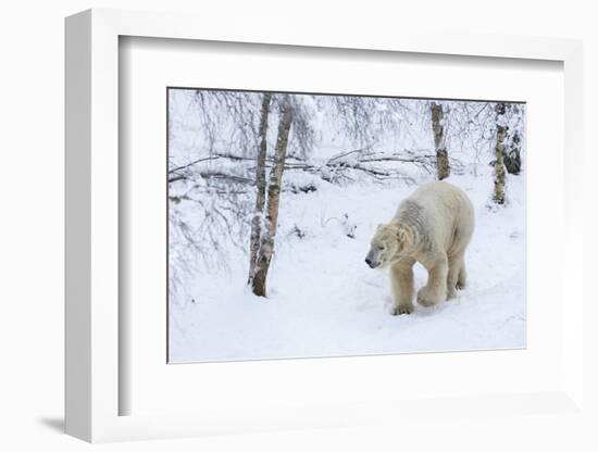 Polar Bear (Ursus Maritimus) Male, Captive, Highland Wildlife Park, Kingussie, Scotland, U.K.-Ann & Steve Toon-Framed Photographic Print