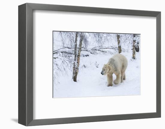 Polar Bear (Ursus Maritimus) Male, Captive, Highland Wildlife Park, Kingussie, Scotland, U.K.-Ann & Steve Toon-Framed Photographic Print