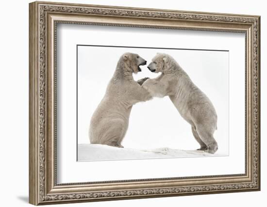 Polar Bear (Ursus Maritimus) Males Playfighting, Scotland-Ann & Steve Toon-Framed Photographic Print