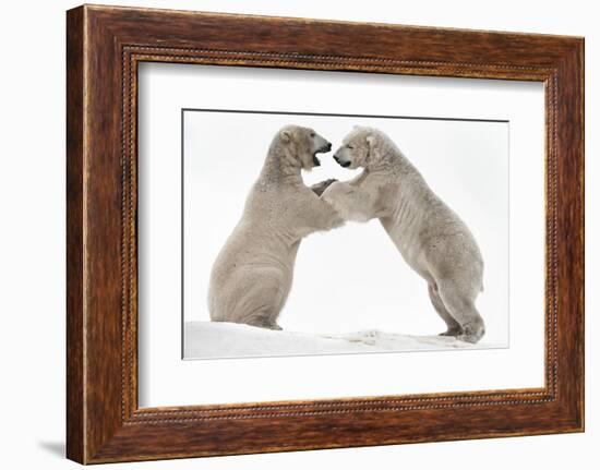 Polar Bear (Ursus Maritimus) Males Playfighting, Scotland-Ann & Steve Toon-Framed Photographic Print