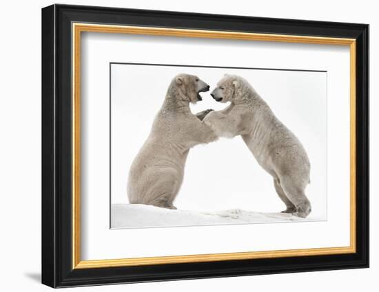 Polar Bear (Ursus Maritimus) Males Playfighting, Scotland-Ann & Steve Toon-Framed Photographic Print