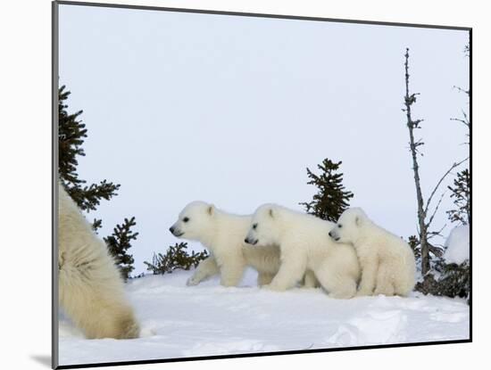 Polar Bear (Ursus Maritimus) Mother with Triplets, Wapusk National Park, Churchill, Manitoba-Thorsten Milse-Mounted Photographic Print