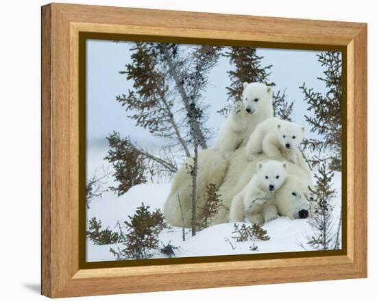 Polar Bear (Ursus Maritimus) Mother with Triplets, Wapusk National Park, Churchill, Manitoba-Thorsten Milse-Framed Premier Image Canvas