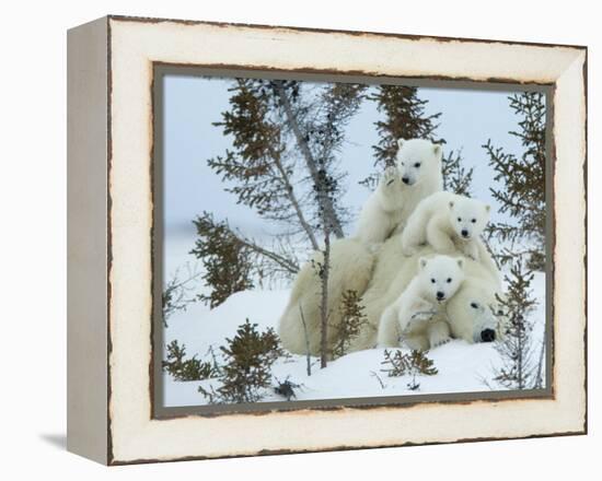 Polar Bear (Ursus Maritimus) Mother with Triplets, Wapusk National Park, Churchill, Manitoba-Thorsten Milse-Framed Premier Image Canvas