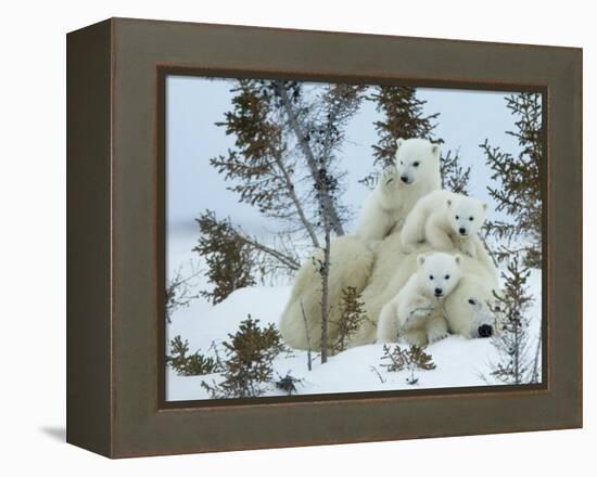 Polar Bear (Ursus Maritimus) Mother with Triplets, Wapusk National Park, Churchill, Manitoba-Thorsten Milse-Framed Premier Image Canvas