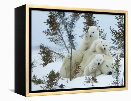 Polar Bear (Ursus Maritimus) Mother with Triplets, Wapusk National Park, Churchill, Manitoba-Thorsten Milse-Framed Premier Image Canvas