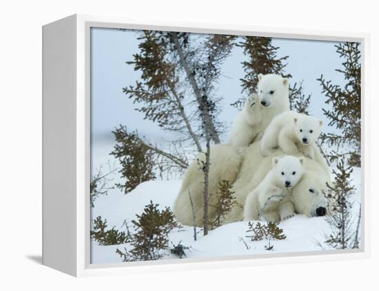 Polar Bear (Ursus Maritimus) Mother with Triplets, Wapusk National Park, Churchill, Manitoba-Thorsten Milse-Framed Premier Image Canvas