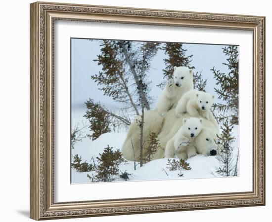 Polar Bear (Ursus Maritimus) Mother with Triplets, Wapusk National Park, Churchill, Manitoba-Thorsten Milse-Framed Premium Photographic Print