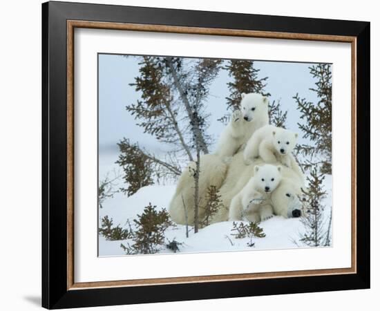 Polar Bear (Ursus Maritimus) Mother with Triplets, Wapusk National Park, Churchill, Manitoba-Thorsten Milse-Framed Premium Photographic Print