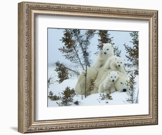 Polar Bear (Ursus Maritimus) Mother with Triplets, Wapusk National Park, Churchill, Manitoba-Thorsten Milse-Framed Photographic Print