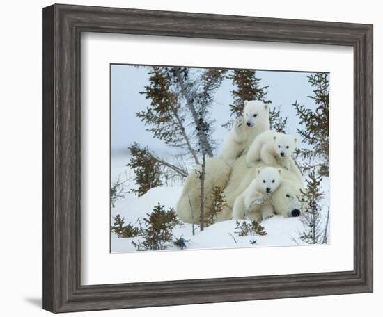 Polar Bear (Ursus Maritimus) Mother with Triplets, Wapusk National Park, Churchill, Manitoba-Thorsten Milse-Framed Photographic Print