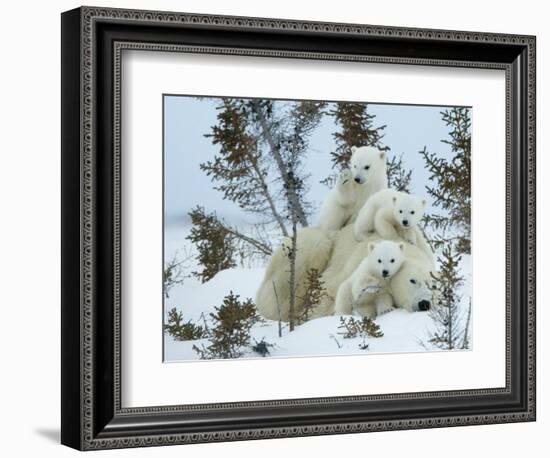 Polar Bear (Ursus Maritimus) Mother with Triplets, Wapusk National Park, Churchill, Manitoba-Thorsten Milse-Framed Photographic Print