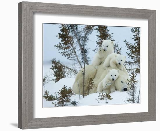 Polar Bear (Ursus Maritimus) Mother with Triplets, Wapusk National Park, Churchill, Manitoba-Thorsten Milse-Framed Photographic Print