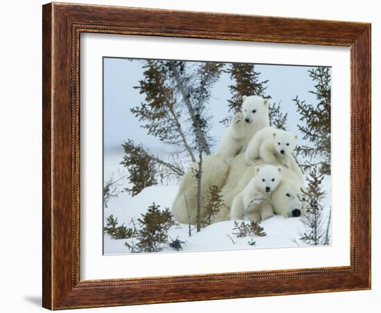 Polar Bear (Ursus Maritimus) Mother with Triplets, Wapusk National Park, Churchill, Manitoba-Thorsten Milse-Framed Photographic Print