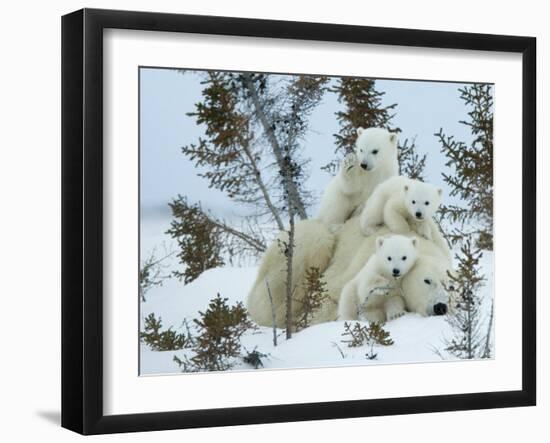 Polar Bear (Ursus Maritimus) Mother with Triplets, Wapusk National Park, Churchill, Manitoba-Thorsten Milse-Framed Photographic Print