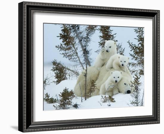 Polar Bear (Ursus Maritimus) Mother with Triplets, Wapusk National Park, Churchill, Manitoba-Thorsten Milse-Framed Photographic Print