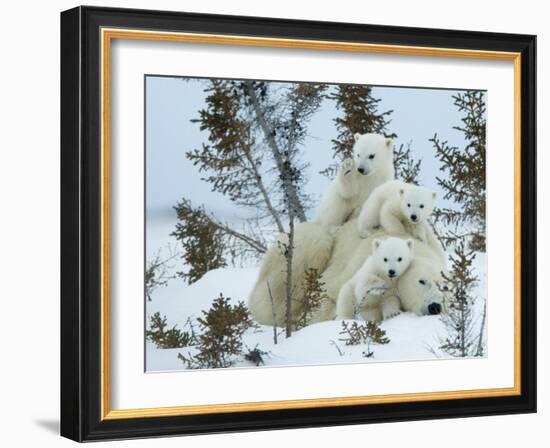 Polar Bear (Ursus Maritimus) Mother with Triplets, Wapusk National Park, Churchill, Manitoba-Thorsten Milse-Framed Photographic Print