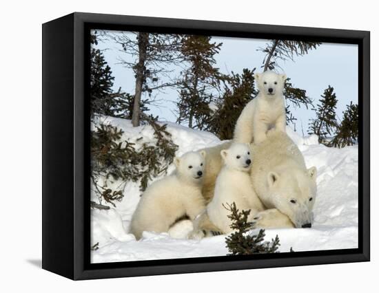 Polar Bear (Ursus Maritimus) Mother with Triplets, Wapusk National Park, Churchill, Manitoba-Thorsten Milse-Framed Premier Image Canvas