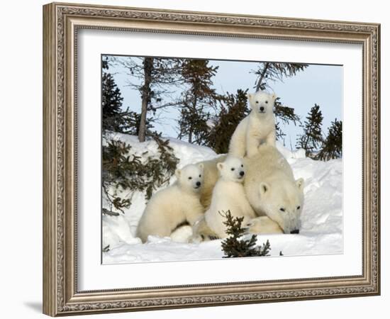 Polar Bear (Ursus Maritimus) Mother with Triplets, Wapusk National Park, Churchill, Manitoba-Thorsten Milse-Framed Premium Photographic Print